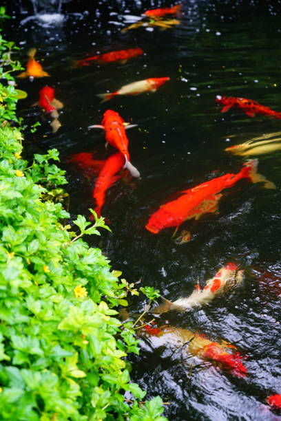 istock Green leaf grass on Koi fish swim in the pond with blur 1280373703