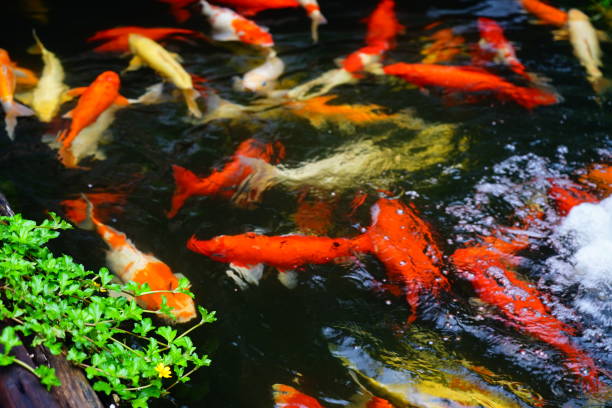istock Many koi fish swim in the pond 1280373828