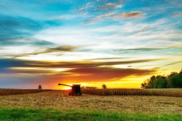 zbieracz kukurydzy na wschodzie słońca - picking crop harvesting scenics zdjęcia i obrazy z banku zdjęć