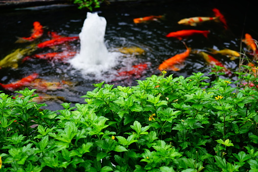 Koi carps swims in a small pond and fountain during flow .