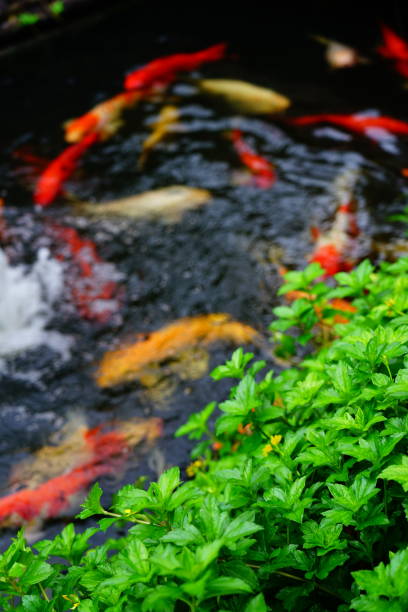 istock Green leaf grass on Koi fish swim in the pond with blur 1280374542