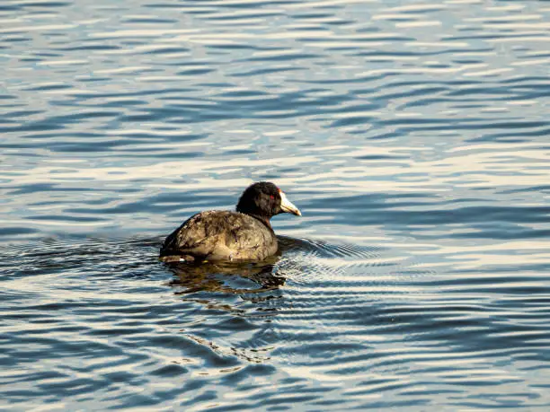 One American Coot swimming in rippled lake water