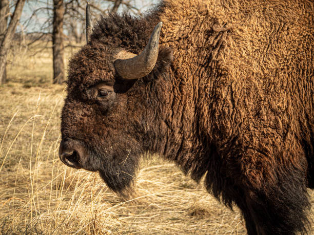 istock Closeup Profile of Bison 1280374635