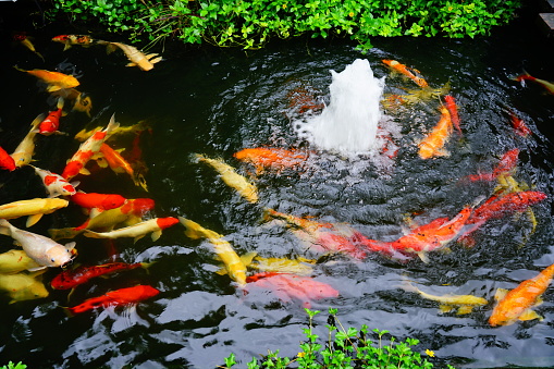 Koi carps swims in a small pond and fountain during flow .