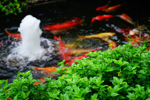 Koi carps swims in a small pond and fountain during flow .