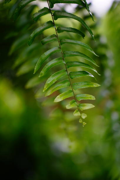 istock Close-up Fern leaves 1280374838