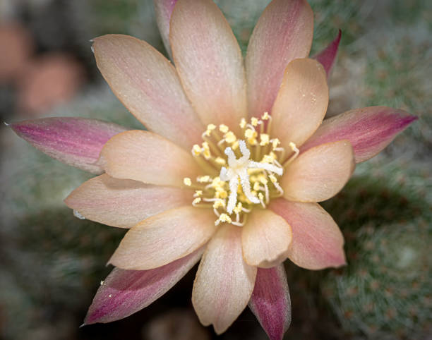 istock Aylostera heliosa albiflora sunrise 1280374985