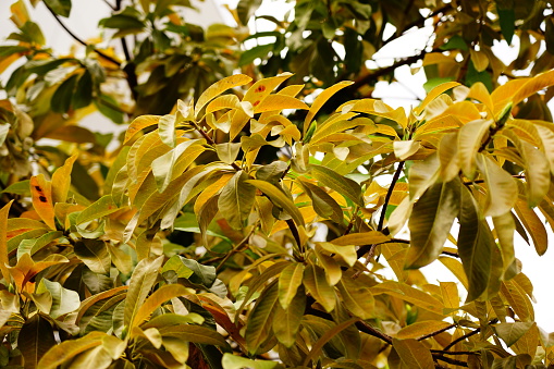 Close-up yellow leaf Shorea robusta tree on nature