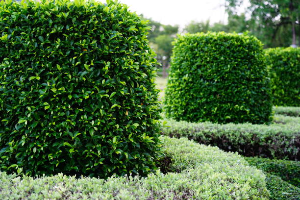 istock Green leaves bush in the public park 1280376062