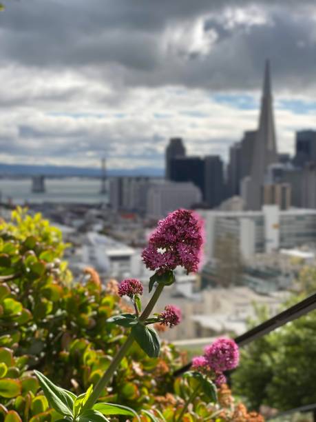 istock View of San Francisco skyline from Russian Hill 1280377523