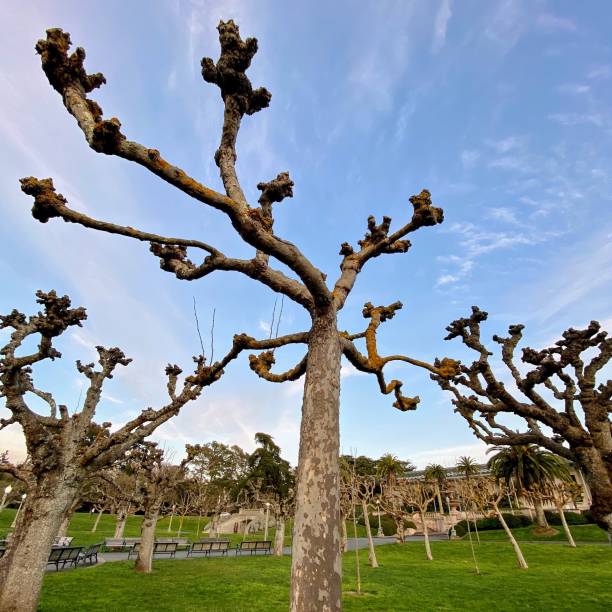 istock Knobby Trees at Golden Gate Park 1280377592