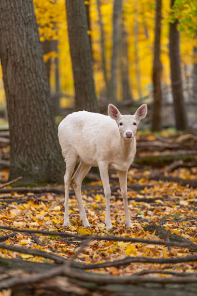 istock Albino Deer in Autumn 1280377758