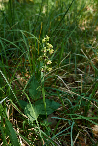 istock Helleborine epipactis in bloom 1280378065