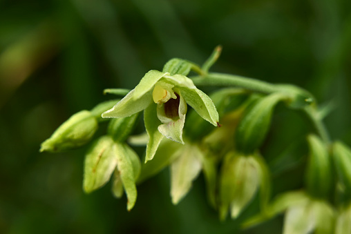 flower close up of Epipactis helleborine plant
