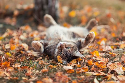 cute striped cat lies in the autumn garden surrounded by Golden and yellow fallen leaves