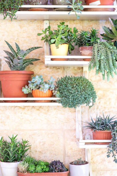 istock Collection succulent and cactus plants in different pots. Potted cactus house plants on white shelf against white wall 1280378916