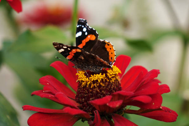 istock Butterfly on flower. Beautiful nature background concept. 1280379165