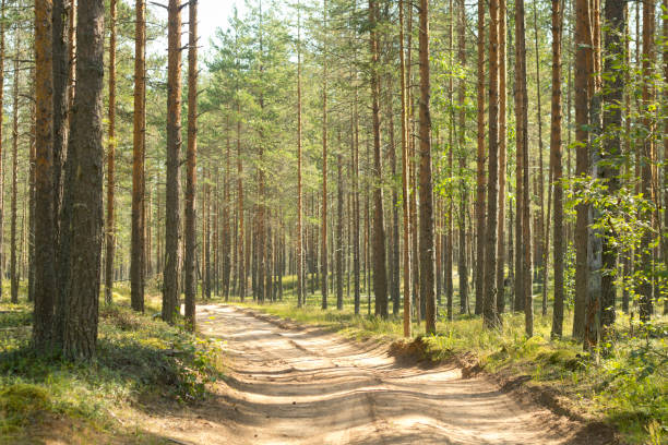 istock Pine forest. Beautiful morning view and sun rays in the pine forest. 1280379902