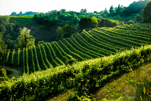 Vineyard, viticulture, grapes, Chianti, Tuscany, Italy