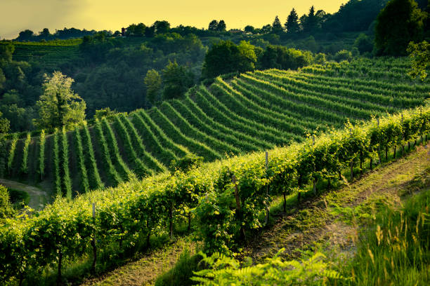 istock Vineyard, viticulture, grapes, Chianti, Tuscany, Italy 1280380481