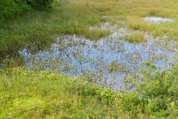 istock A marsh near a loch in Scotland 1280380522