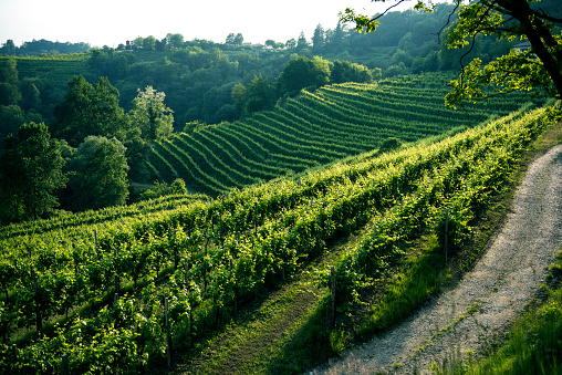 Vineyard, viticulture, grapes, Chianti, Tuscany, Italy