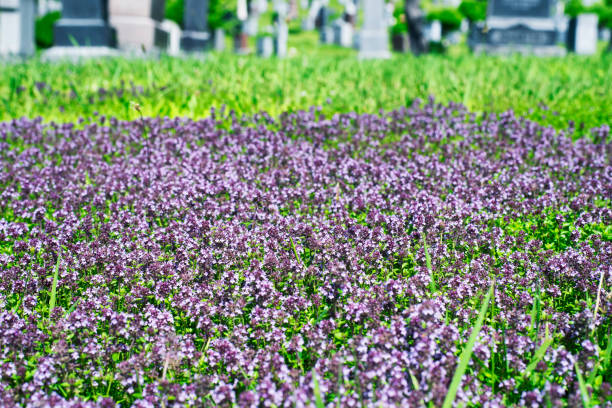 creeping thyme ground cover mount royal cemetery montreal