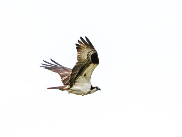 Osprey in Flight Against a White Sky stock photo