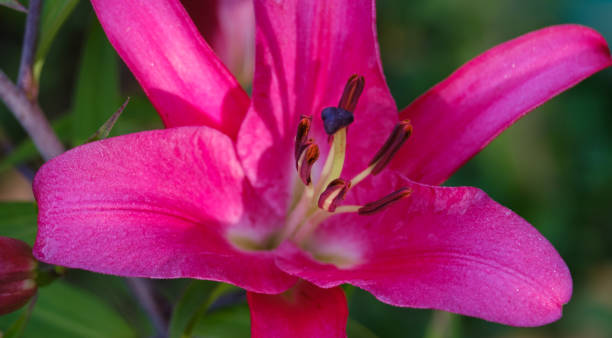 istock purple blooming lily on a blurred background 1280382403