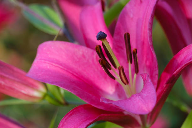 istock purple blooming lily on a blurred background 1280382441