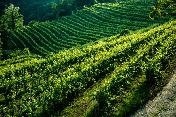 istock Vineyard, viticulture, grapes, Chianti, Tuscany, Italy 1280383167