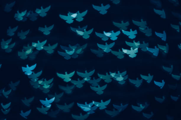 blue winter neutral dove on black background