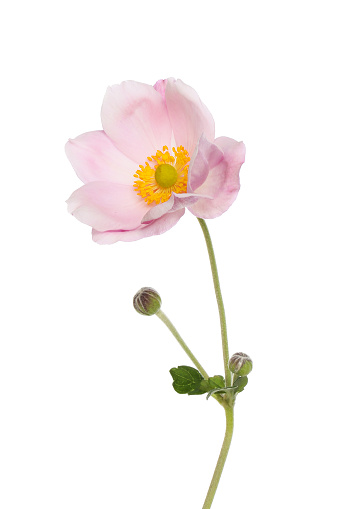 Japanese anemone flower, buds and foliage isolated against white