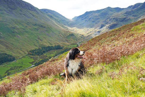 istock Bernese Mountain Dog siting on the grass in the mountains, Lake District 1280384601