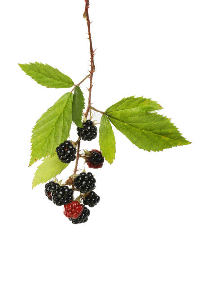 blackberry branch - blackberry bush plant berry fruit imagens e fotografias de stock