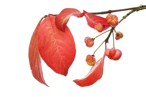 Autumnal spindle, Euonymus europaeus, leaves and fruit isolated against white
