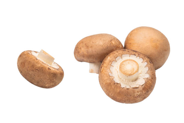 istock Tasty mushroom isolated on white background. 1280387135