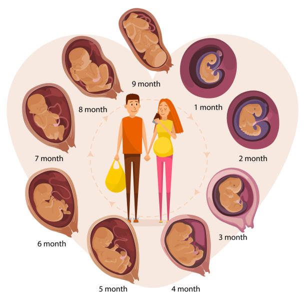 szczęśliwa para spodziewa się pary, etapy ewolucji embrionów ludzkich, płaska ilustracja wektorowa. - human pregnancy telephone ultrasound family stock illustrations