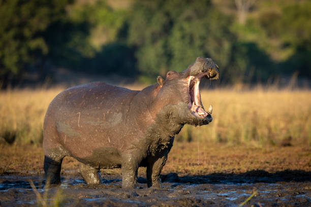 grand et boueux hippopotame adulte restant dans la boue hors de l’eau avec sa bouche ouverte dans la rivière chobe au botswana - animal hippopotamus africa yawning photos et images de collection