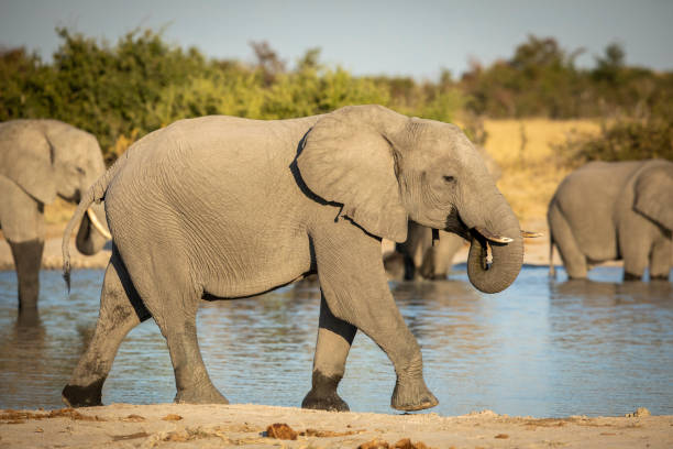 istock Female elephant drinking water while walking at the edge of river with its herd standing in water in Savuti in Botswana 1280388166