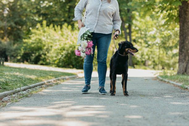 istock Anonymous Plus Size Woman Walking her Dog in a Park 1280389591