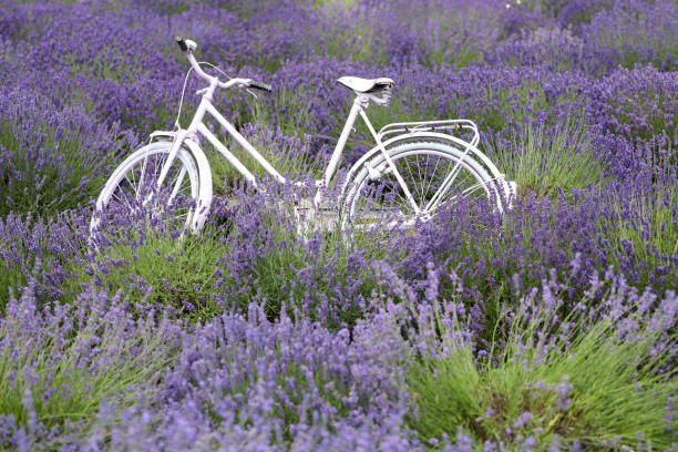 Lavender flower blooming scented field with white vintage bicycle. Summer concept.