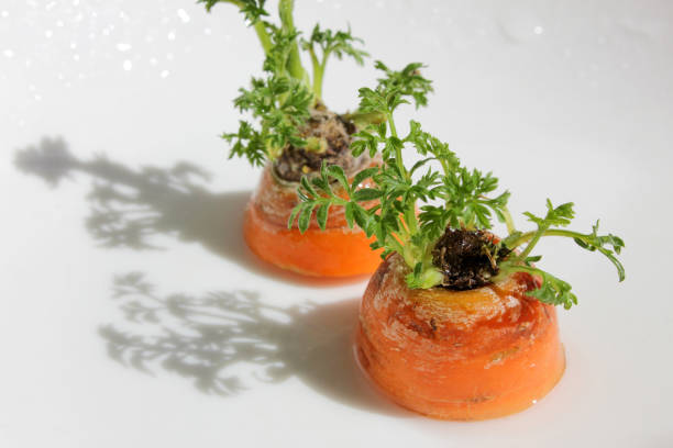 Once the plant produces flowers their seeds can be harvested and used to grow more carrots. This reduces food waste.