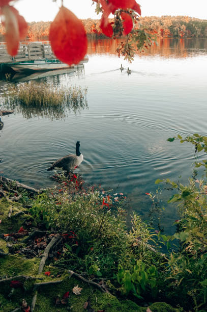 istock Geese in sunset in autumn 1280390177