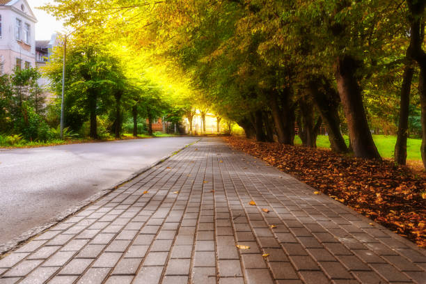 Autumn sidewalk with trees and fallen leaves in the city Autumn sidewalk with trees and fallen leaves in the city boulevard photos stock pictures, royalty-free photos & images