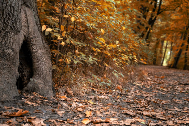 istock Beautiful forest landscape in autumn, fallen leaves, trail and tree trunk 1280390410