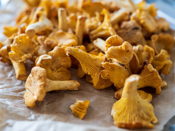 close-up de pfifferlingen - chanterelle edible mushroom mushroom freshness - fotografias e filmes do acervo
