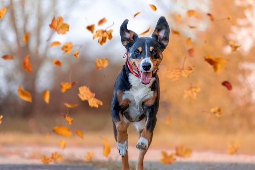 Salto de perro en otoño photo