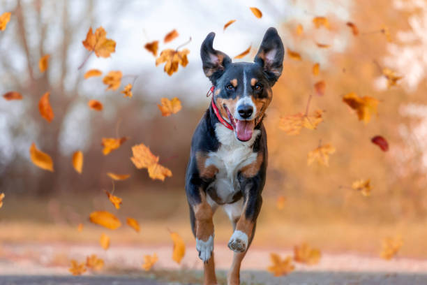 Dog jumping in autumn Dog, Appenzellen Sennenhund jumping in autumn leaves over a meadow canine animal stock pictures, royalty-free photos & images