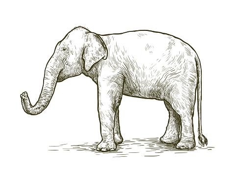 African Elephant Stands With Its Trunk Lifted Up Vector Sketch Made By ...